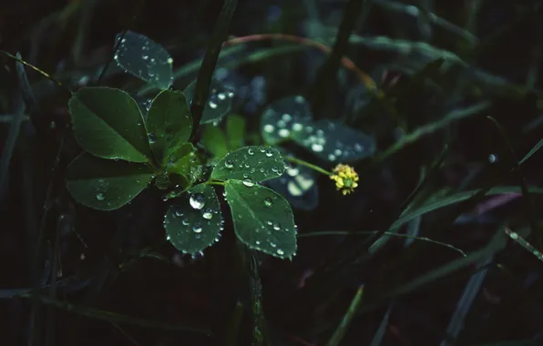 Листья, капли, in the rain