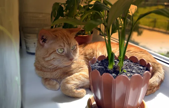 Кот, цветы, отдых, подоконник, вазы.