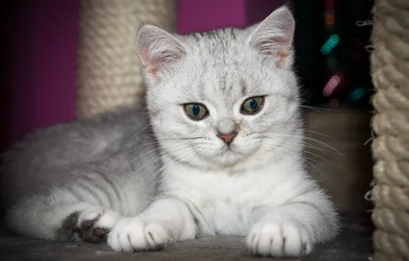 Картинка кошка, кот, взгляд, мордочка, котёнок