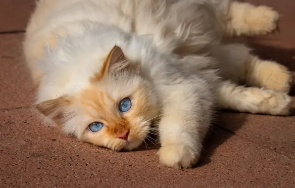 Кошка, кот, взгляд, морда, поза, плитка, лапы, лежит