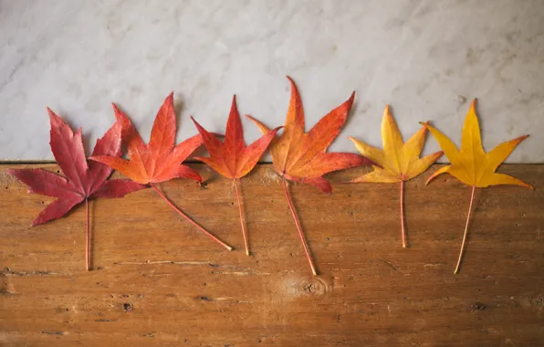 Wood, autumn, leaves, marble
