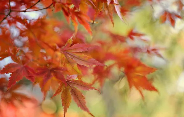 Картинка осень, листья, природа