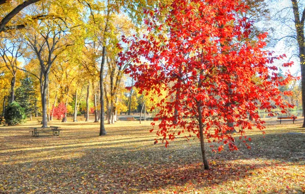 Картинка осень, трава, листья, деревья, парк, стол, скамья