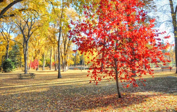 Осень, трава, листья, деревья, парк, стол, скамья