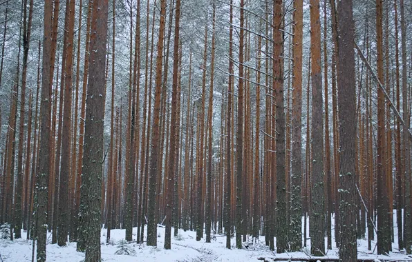 Картинка зима, лес, деревья, природа, минимализм, сосны