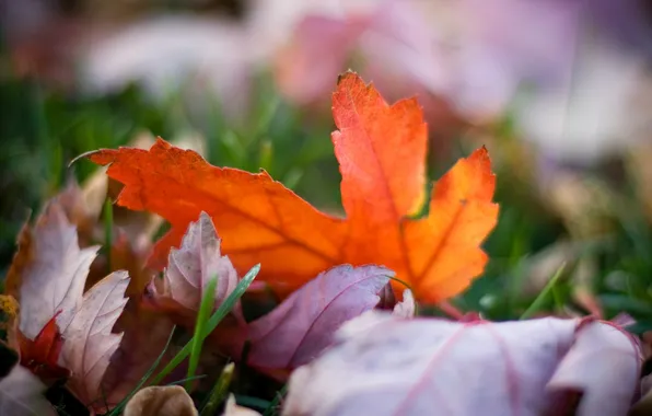 Картинка осень, трава, цвета, макро, природа, фото, фон, обои