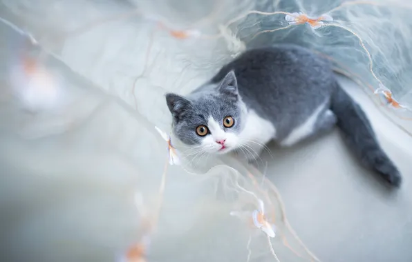 Кошка, кот, взгляд, котенок, серый, размытие, котёнок, светлый фон