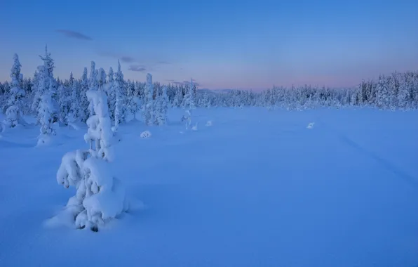 Картинка зима, лес, снег, деревья, закат, ели, сугробы, Швеция