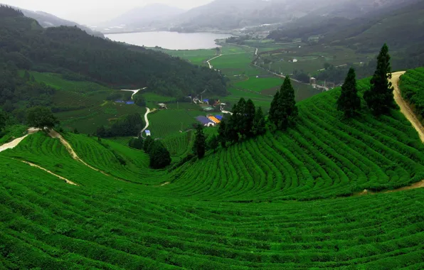 Картинка дорога, поле, горы, озеро, чай, плантация