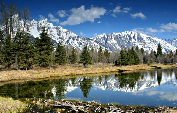 Картинка деревья, природа, река