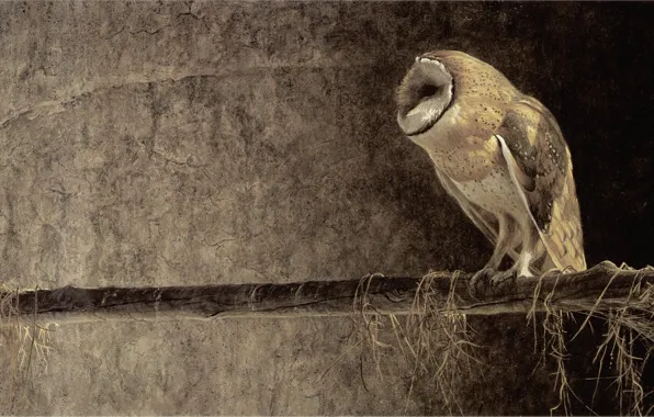 Картинка сова, живопись, Robert Bateman, Роберт Батман