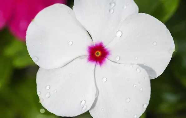 Белый, цветок, вода, капли, макро, роса