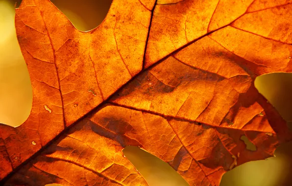 Осень, листья, макро, листва, листок, листки