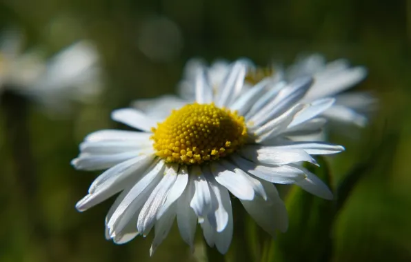White, flower, blooming