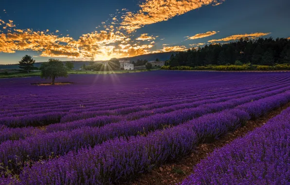 Картинка Landscape, Sunset, France, Provence Alpes Cote d'Azur, Lavender Field