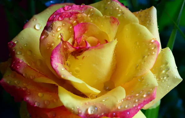 Цветок, капли, романтика, нежность, роза, красота, rose, flower