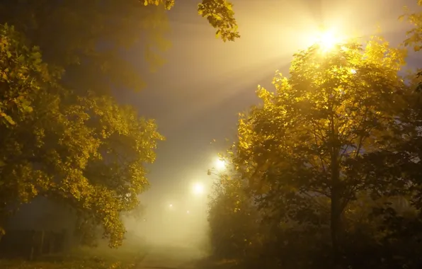 Light, night, tree, fog