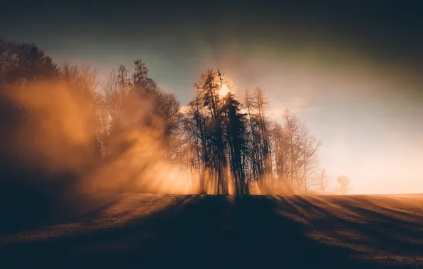 Картинка природа, туман, утро