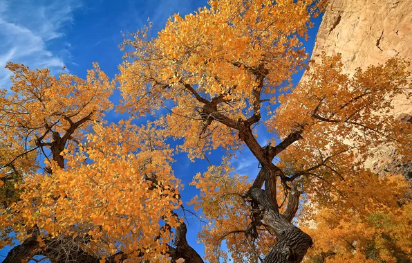 Картинка осень, небо, листья, деревья, скала