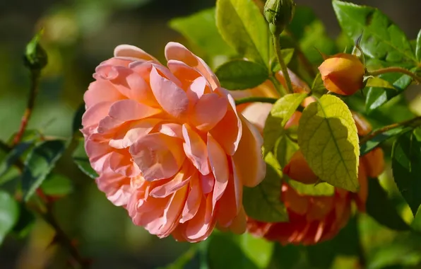 Макро, ветки, розы, бутоны