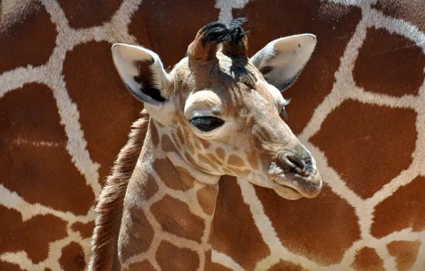 Мальчик, маленький, жираф, boy, baby, giraffe, little, cute