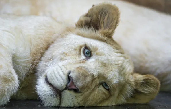 Картинка кошка, взгляд, морда, детёныш, львёнок, белый лев, ©Tambako The Jaguar