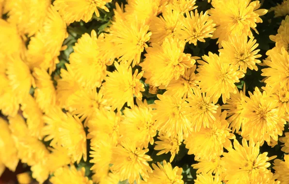 Flower, yellow, autumn, blooming, aster