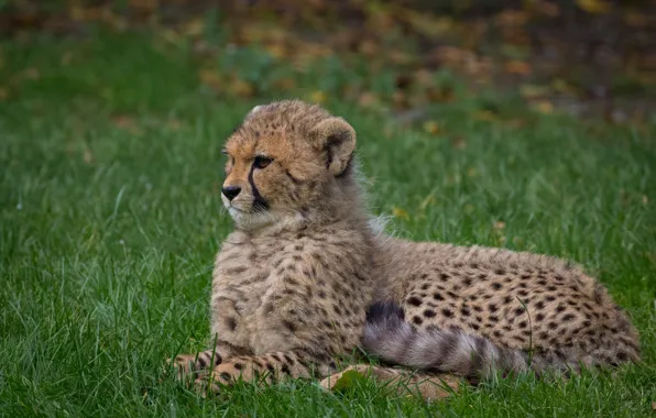 Картинка трава, поляна, малыш, гепард, лежит