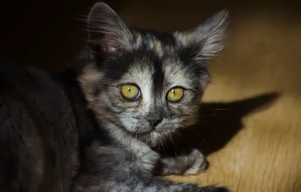 Кошка, кот, пушистые