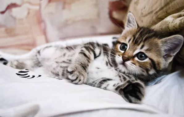 Кошка, взгляд, поза, котенок, лапки, малыш, постель, лежит