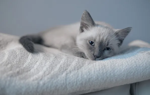 Котенок, лежит, сиамский