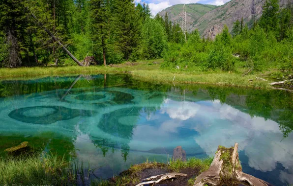 Картинка зелень, трава, вода, деревья, Лес, озеро. изумрудная