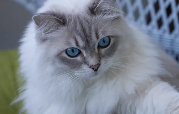 Кошка, взгляд, мордочка, голубые глаза, пушистая, Рэгдолл