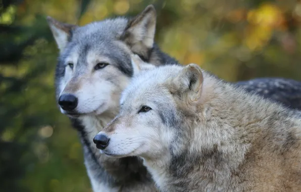 Timber Wolf, Colchester Zoo, grey wolves, two wolves