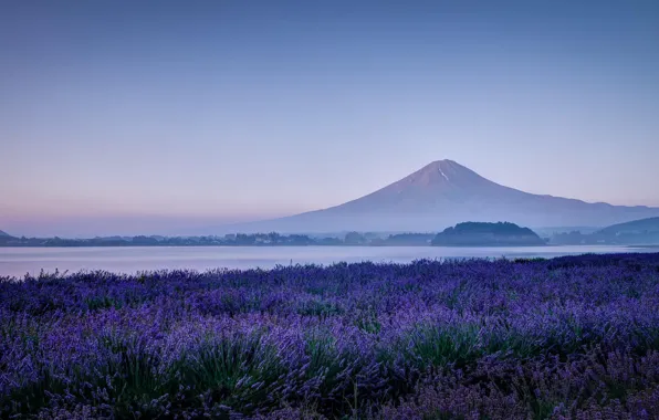 Картинка поле, цветы, природа, озеро, гора, утро, вулкан, Япония