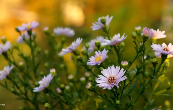 Flower, autumn, blooming, aster