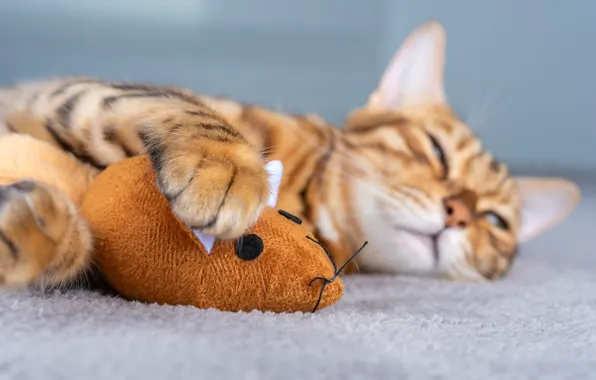 Кошка, кот, игрушка, мышь, мышка, спит, лежит, боке