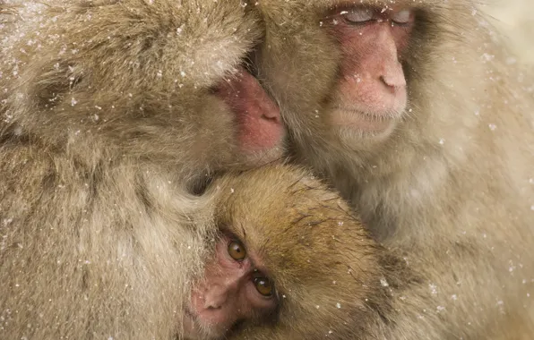 Winter, wildlife, family, snowing, snow monkeys
