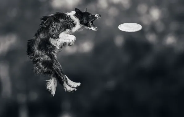 Картинка прыжок, игра, собака