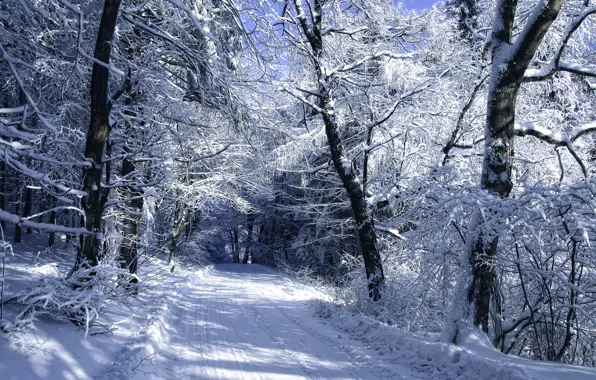 Картинка зима, иней, дорога, лес, снег, деревья