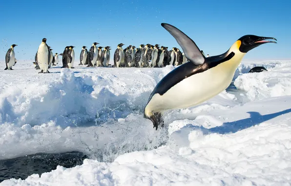 Снег, птицы, прыжок, пингвины, Антарктида, Императорский пингвин