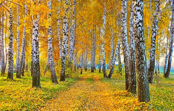 Картинка дорога, осень, пейзаж, природа, желтые листья, березы