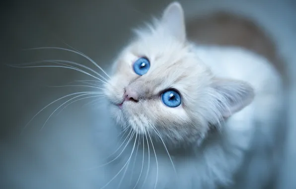 Усы, взгляд, мордочка, голубые глаза, Бирманская кошка