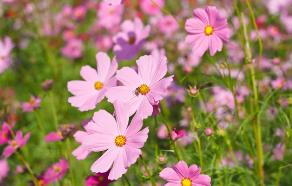 Поле, лето, цветы, colorful, луг, summer, розовые, field