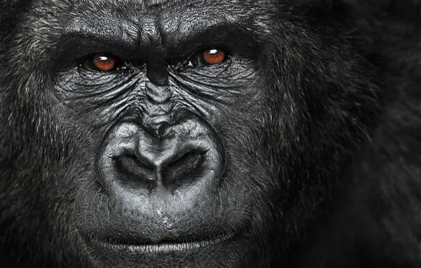 Картинка gorilla, angry, herbivorous, great ape, Africa.face