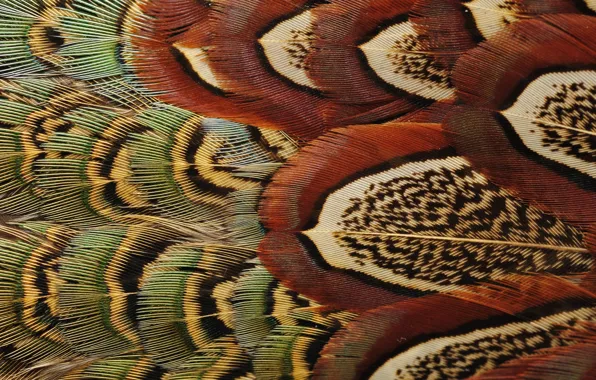 Картинка птица, перья, окрас