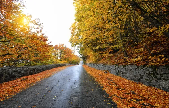 Дорога, осень, небо, деревья, пейзаж, листва