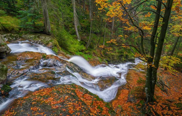 Картинка осень, лес, деревья, водопад, Германия, Бавария, каскад, Germany