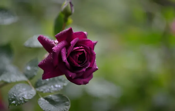 Картинка роза, после дождя, капли воды, бордовая