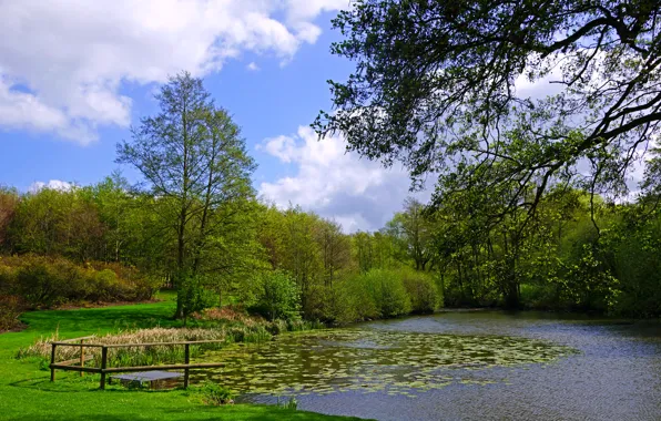 Картинка зелень, трава, облака, деревья, ветки, пруд, камыши, Англия